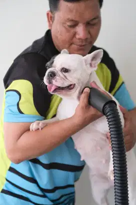 LOWONGAN DOG GROOMER