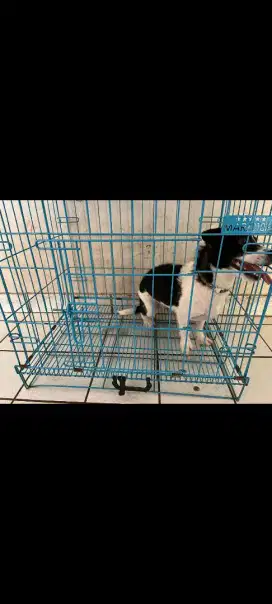 Anjing shitzu mix lokal