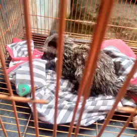 Jual aja dri pd gk ke pegang, n gk bs rawat ny, anakan musang pandan,