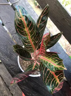 Aglonema Red Sumatra