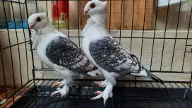Jual burung Dara Jenis Santinet Jambul Jembros