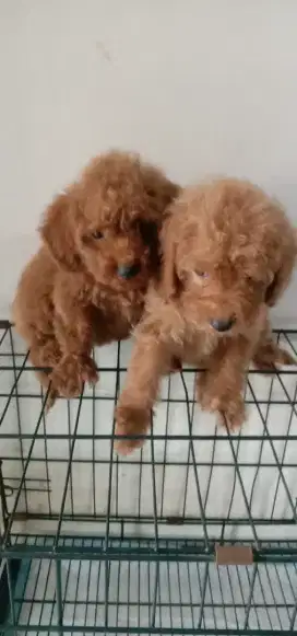 Jual cpt poodle jtn btn 7 Minggu