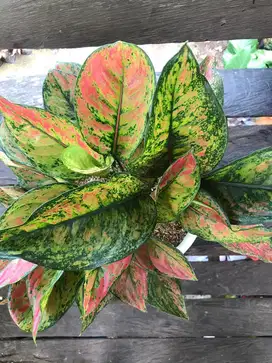 Aglonema Heng Heng