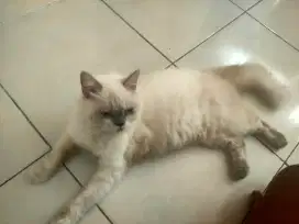 Kucing persia sepasang