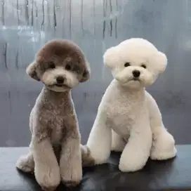 LOWONGAN DOG GROOMER