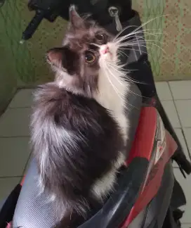 KITTEN KUCING PERSIA FLATNOSE JANTAN