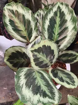 Tanaman calathea medalion