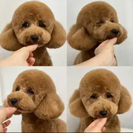 LOWONGAN DOG GROOMER
