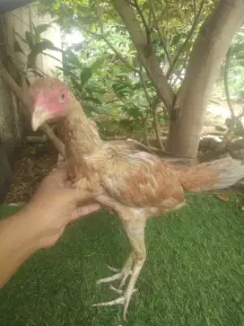 Deidara mangon 5 bulan