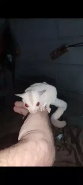 Sugar Glider Creamino Morph
