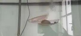 Ikan arwana Albino