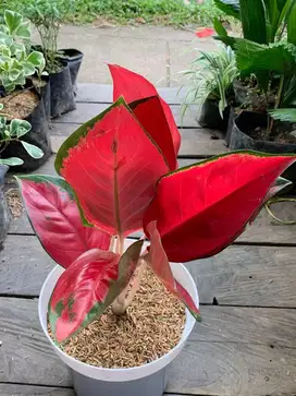 Aglonema Suksom