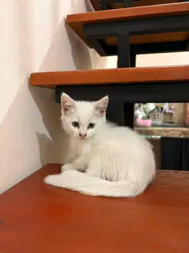 Kucing Kitten Persia Medium