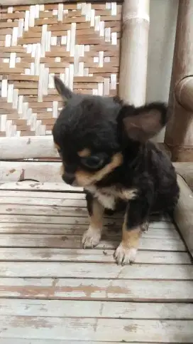 Pupies Chihuahua jantan kosongan