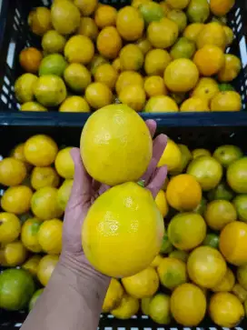 Lemon Fresh & Go