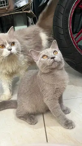 Kitten BSH Betina Lilac Cream