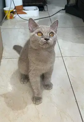 BSH LILAC CREAM BETINA 5 bulan