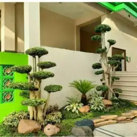 Tukang taman-landscape minimalis-kolam ikan koi-rumput gajah mini