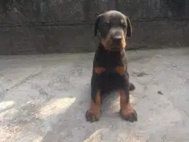 doberman betina