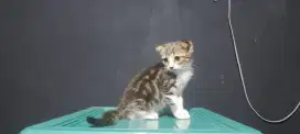 KUCING LA SCOTTISH FOLD