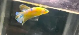 Cupang Pelakat Neon Multi