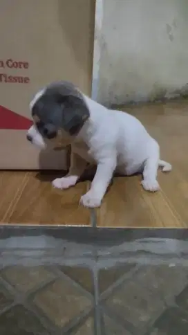Chihuahua betina mini