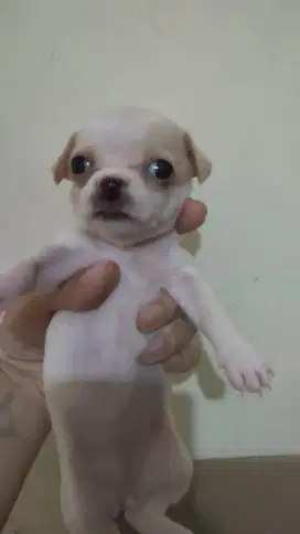 Chihuahua mini banget