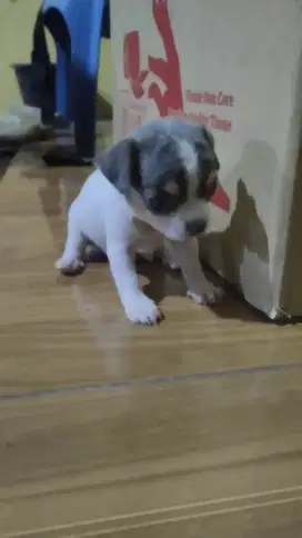 Chihuahua mini mini