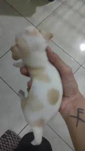Chihuahua mini banget