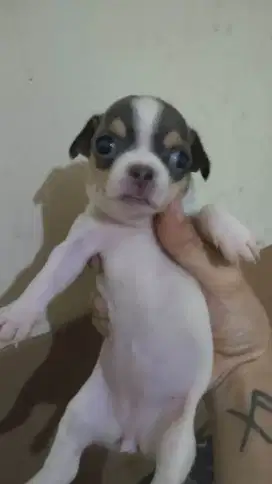 Chihuahua  mini warna cakep