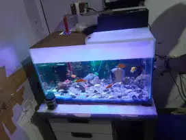 AQUARIUM SET UK 60 X40 CM