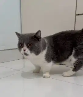 Munchkin British Shorthair