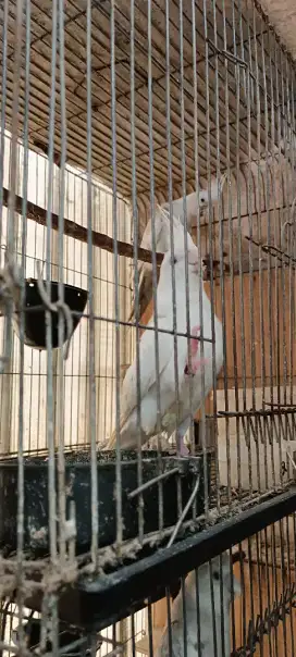 Sepasang Falk Albino MM X cinamon