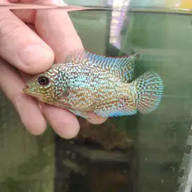ikan louhan cencu free marking 5-6cm full mutiara warna kekuningan