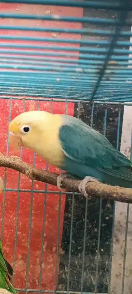 Biola PB vio mantul