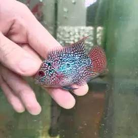 ikan louhan cencu lohan short body 4cm full mutiara merah sudah jenong
