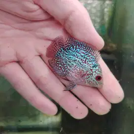 ikan louhan cencu lohan super short body 3cm full mutiara cilnong