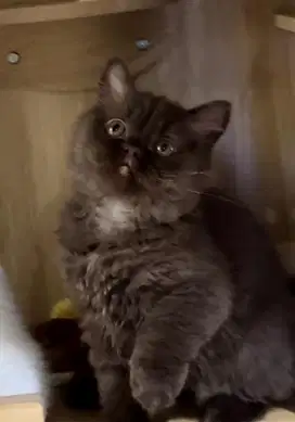 Kucing British Short Hair