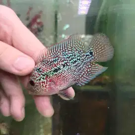 ikan louhan cencu 7cm+ full mutiara full marking sudah jenong