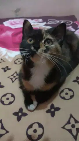 Kucing persia shorthair