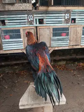 Ayam ekor lidi muda