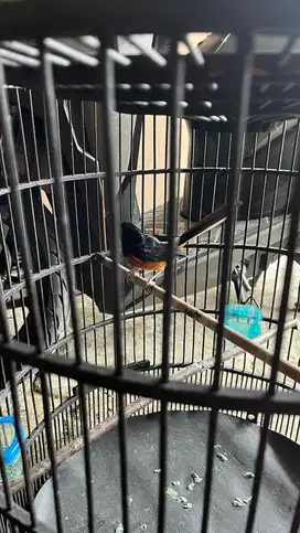 Murai batu pastol pakai ring
