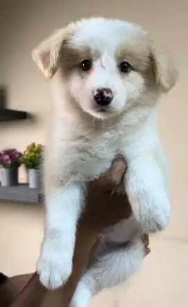Border collie jantan puppy stambum