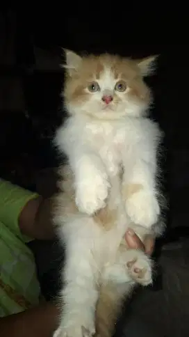 Persian kitten gemes