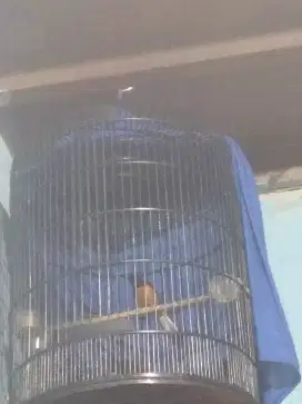 Burung murai hutan