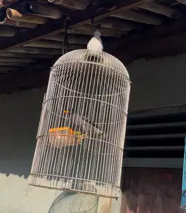 burung jalak kebo jinak gacor