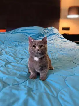 Kucing Munchkin British Shorthair FEMALE BSH SF