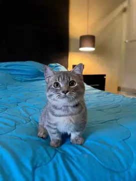 Kucing Munchkin British Shorthair MALE BSH SF