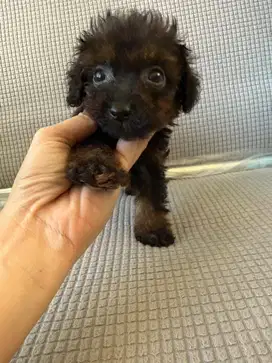 Anakan ShihPoo (Shih Tzu x Poodle)