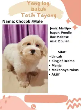 Anjing maltipo kecil